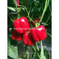 SP26 Meimei F1 hybrid mid maturity red sweet pepper seeds bell pepper seeds